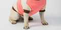 Doodle being gently groomed with a soft, detangled coat — Fluff & Co. Leave-In Detangler Spray