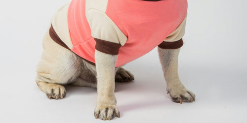 Doodle being gently groomed with a soft, detangled coat — Fluff & Co. Leave-In Detangler Spray