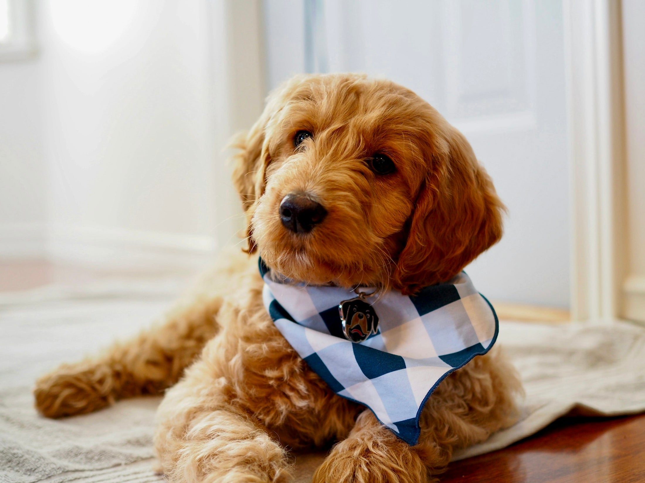 Grooming made for doodles & curly coats